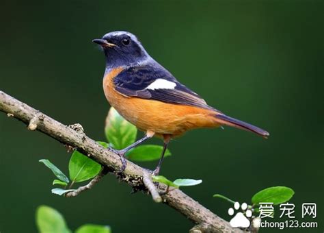 家裡養什麼鳥最好